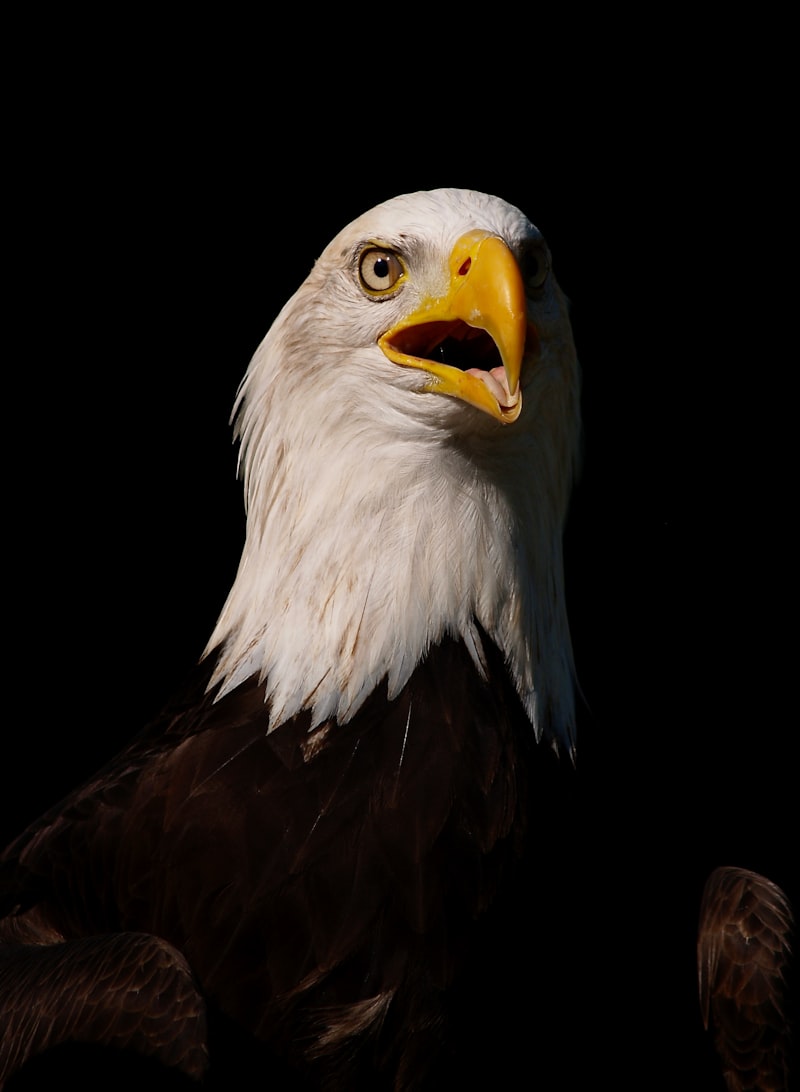 Amerika kıtası genel özellikleri