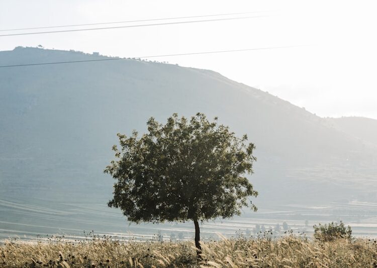 Doğu rehberi