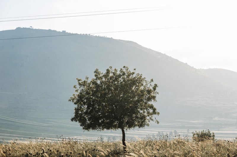 Doğu rehberi