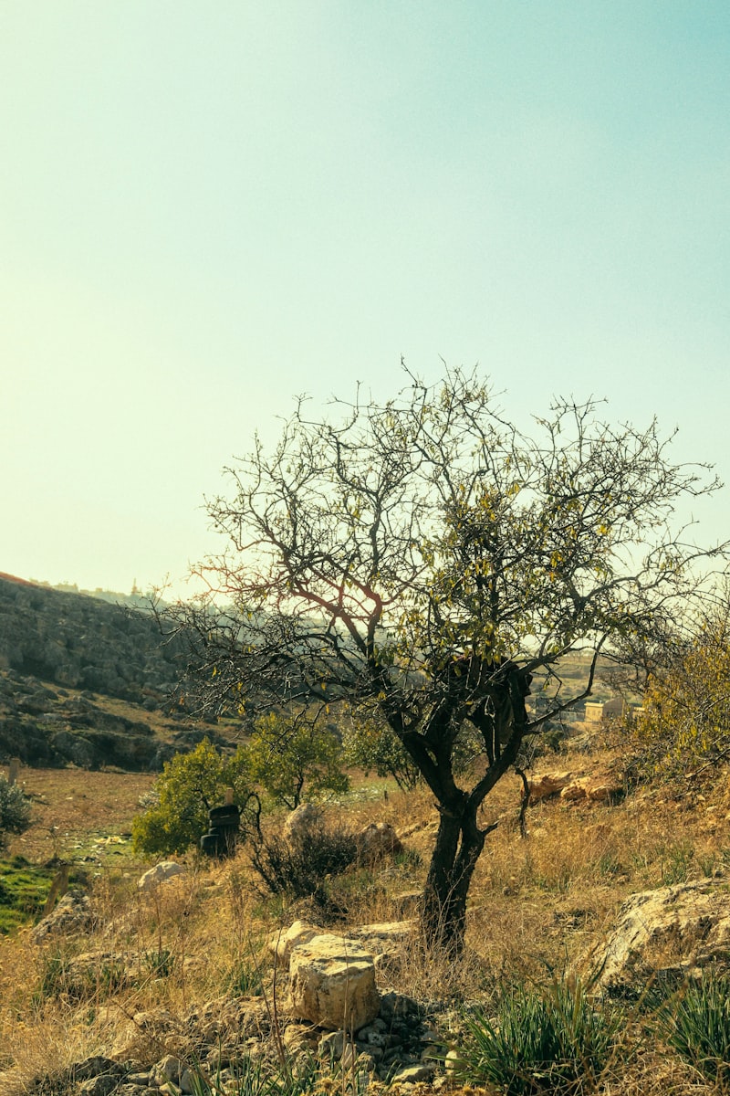 Doğu rehberi